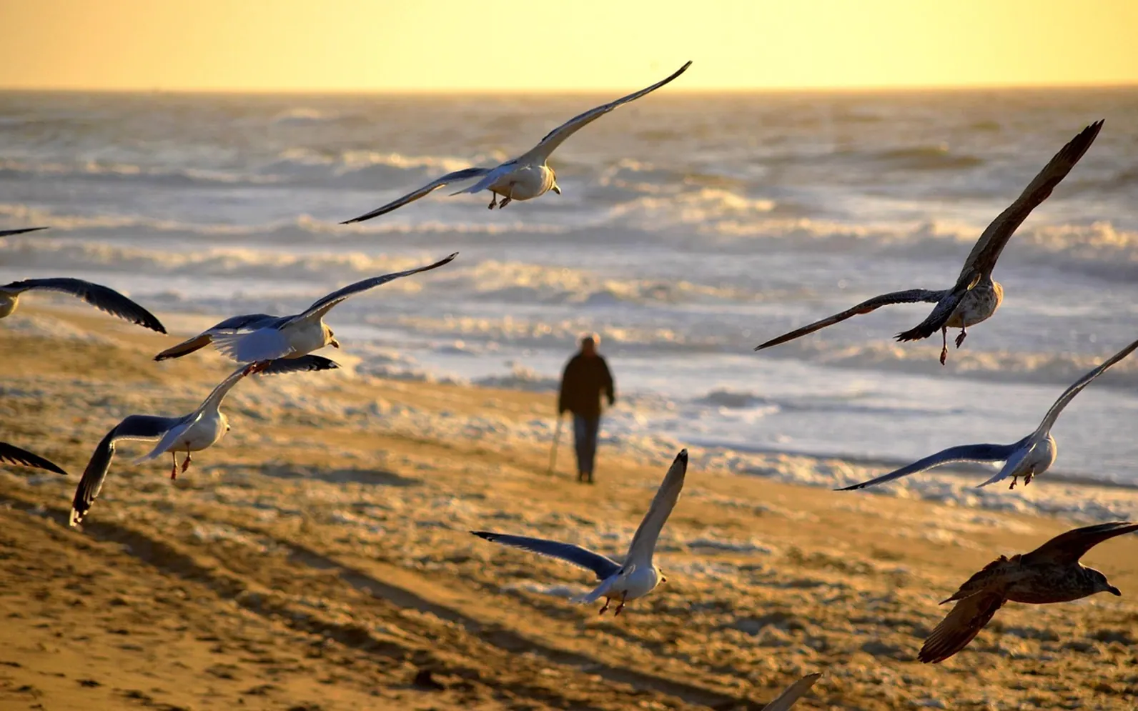 Man, birds and person